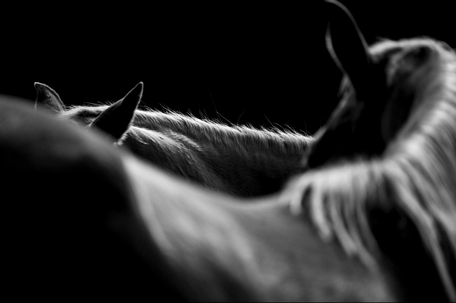 Animal! 5